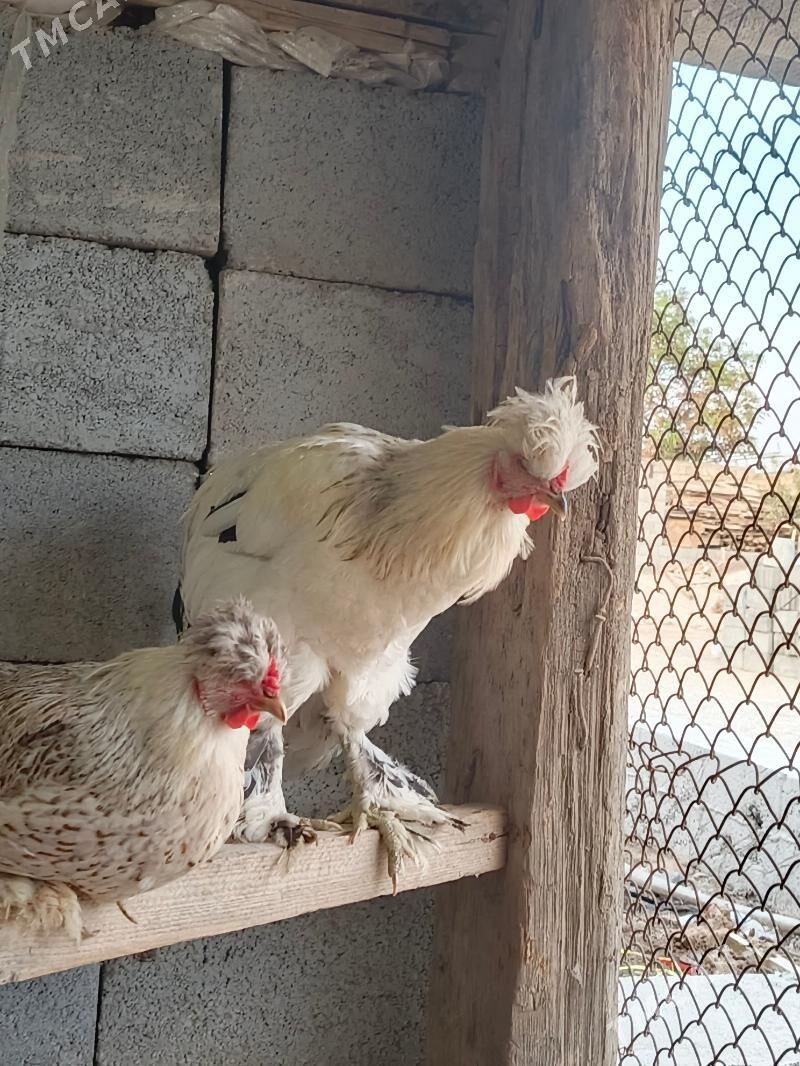 horaz - Gökje - img 3