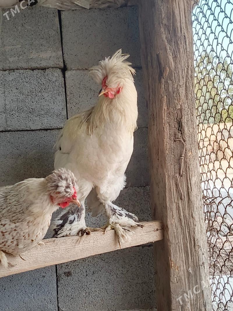 horaz - Gökje - img 1