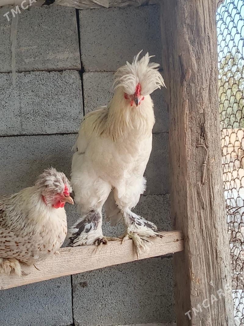 horaz - Gökje - img 2