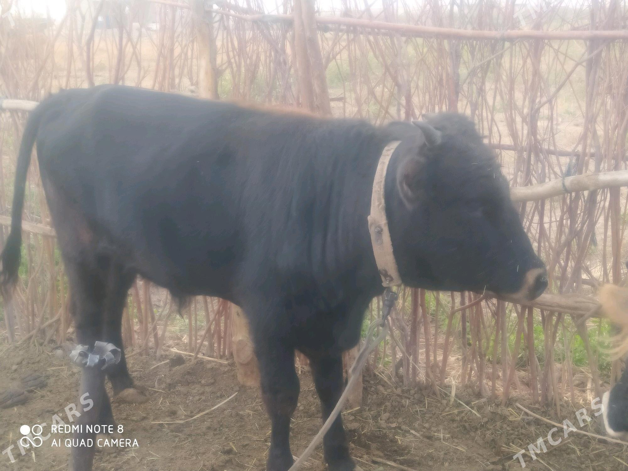 okuz - Бабадайхан - img 3