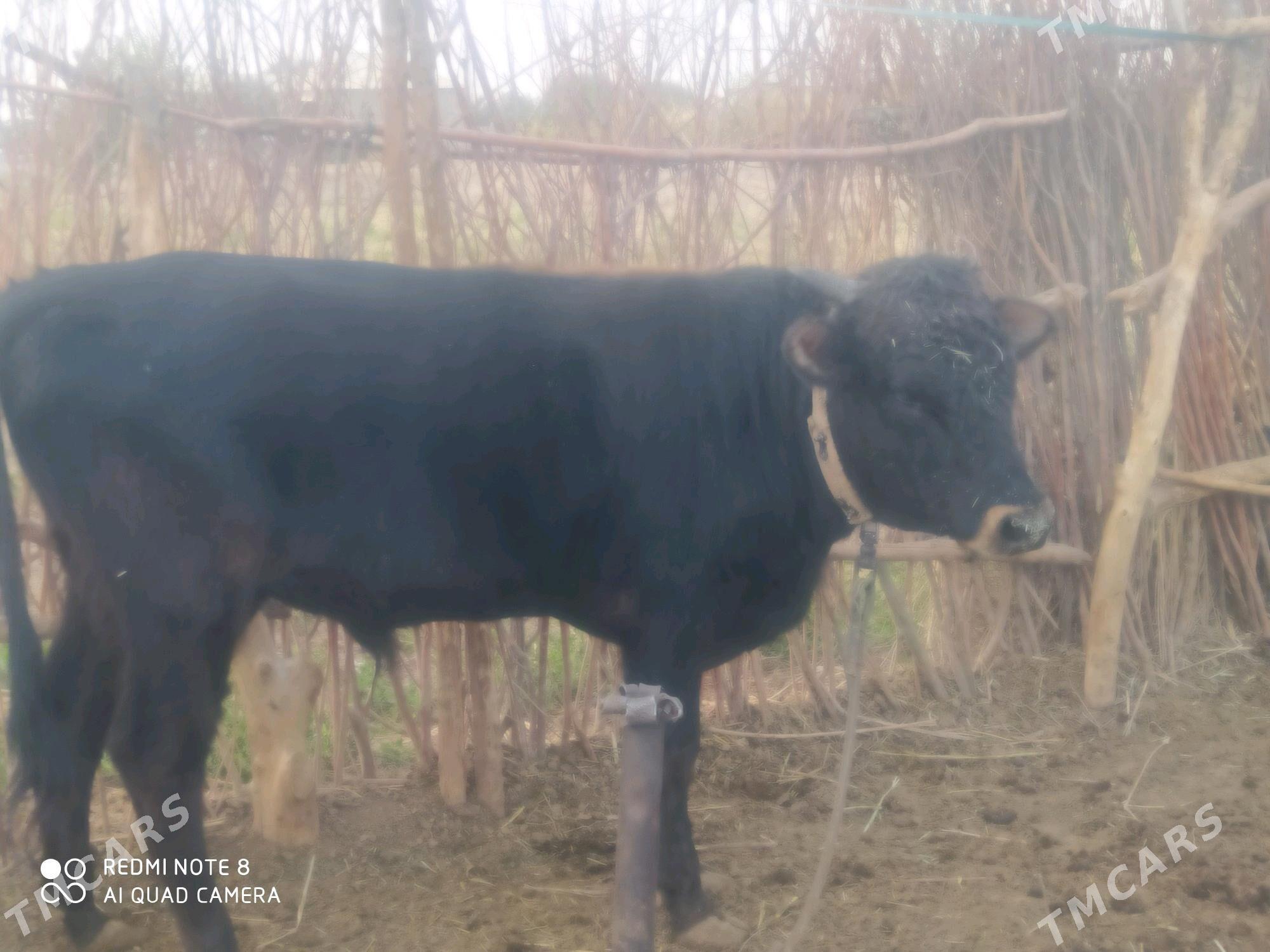 okuz - Бабадайхан - img 2