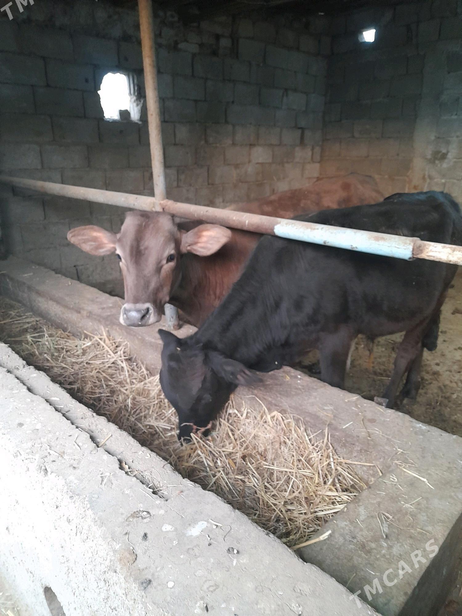 okuz - Gökje - img 2