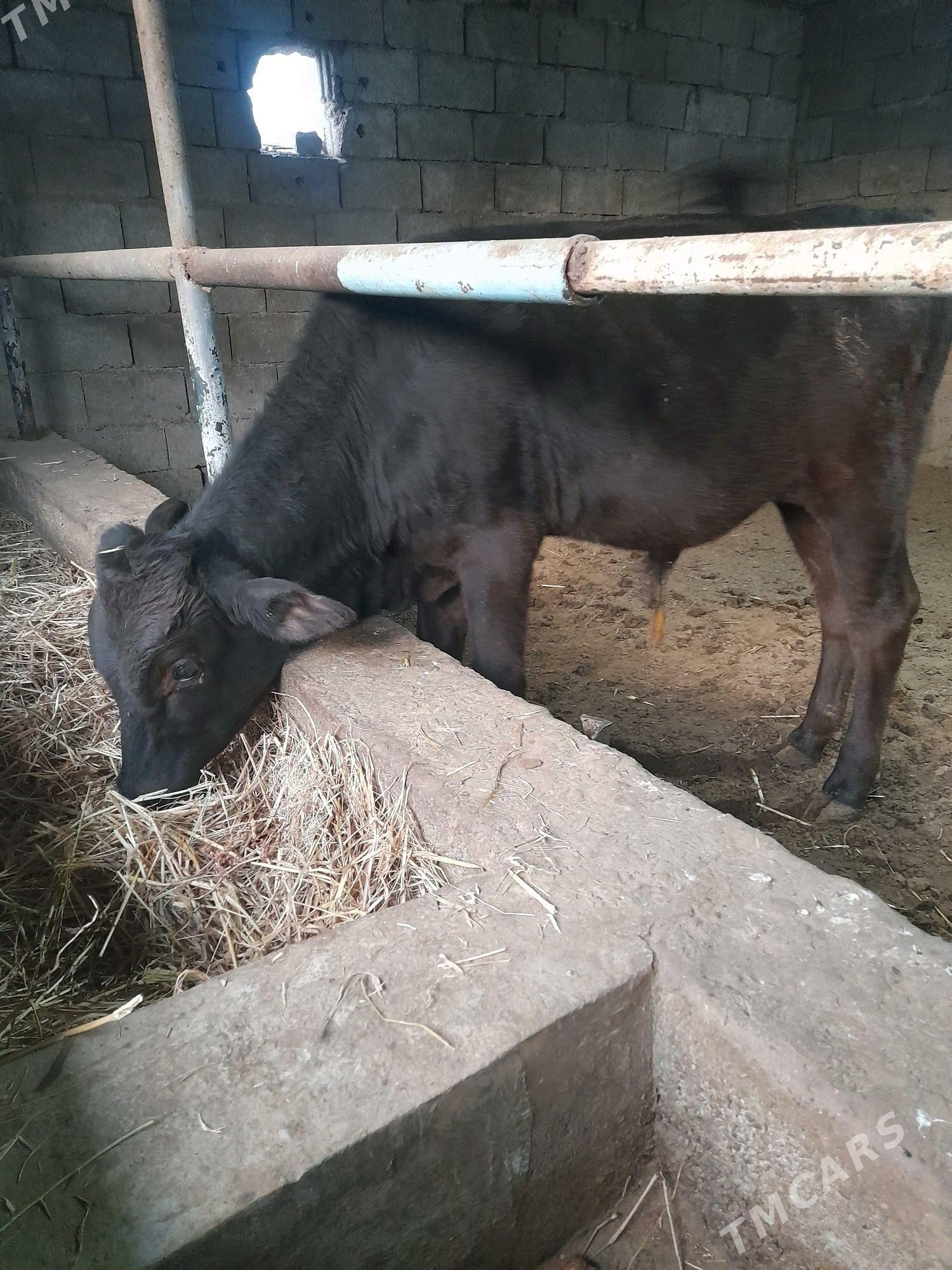 okuz - Gökje - img 3