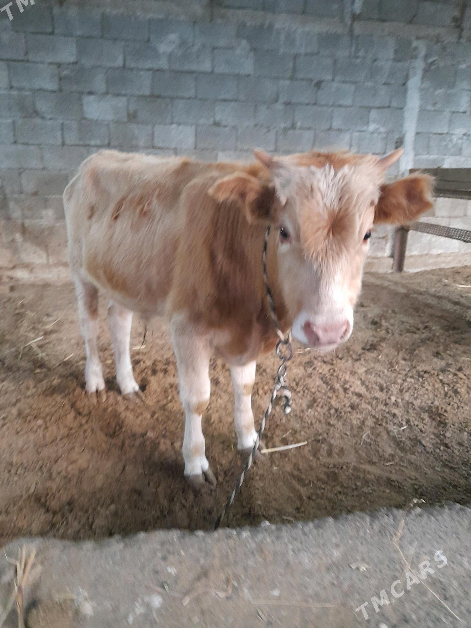 okuz - Gökje - img 4