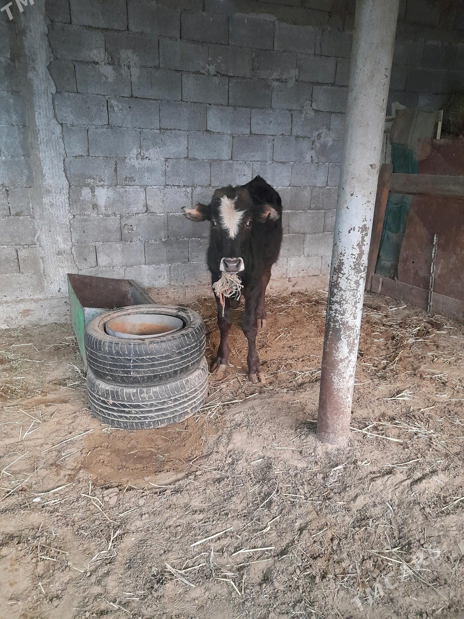 okuz - Gökje - img 7