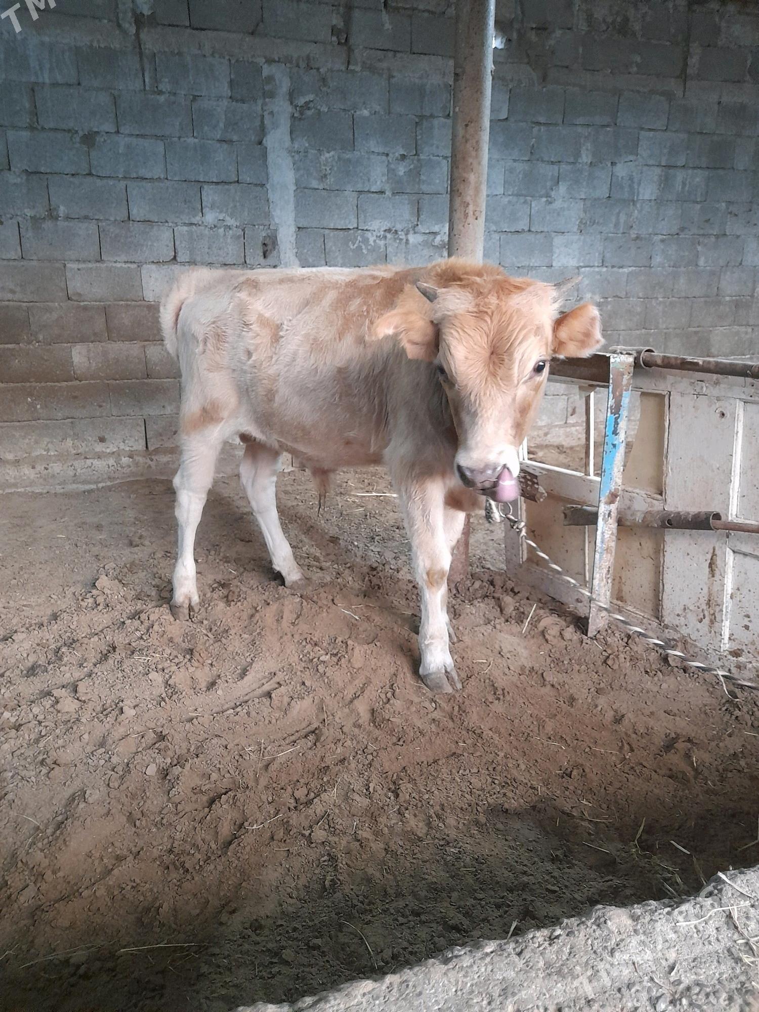 okuz - Gökje - img 5