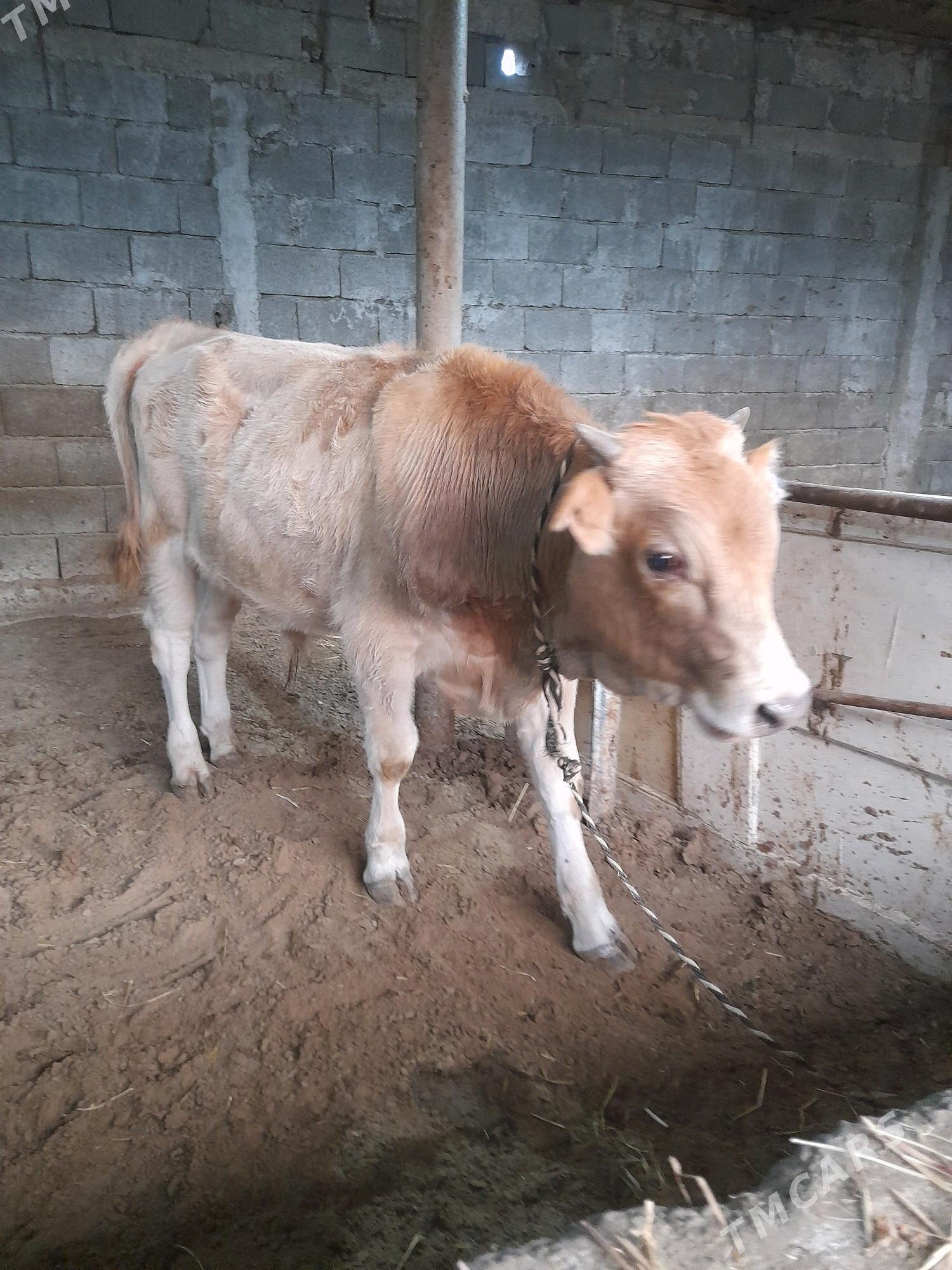 okuz - Gökje - img 6