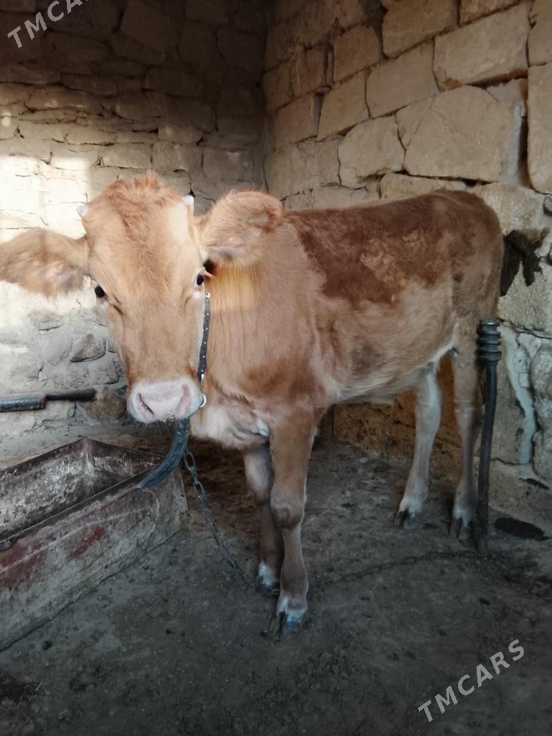 tuwe - Гызыларбат - img 2