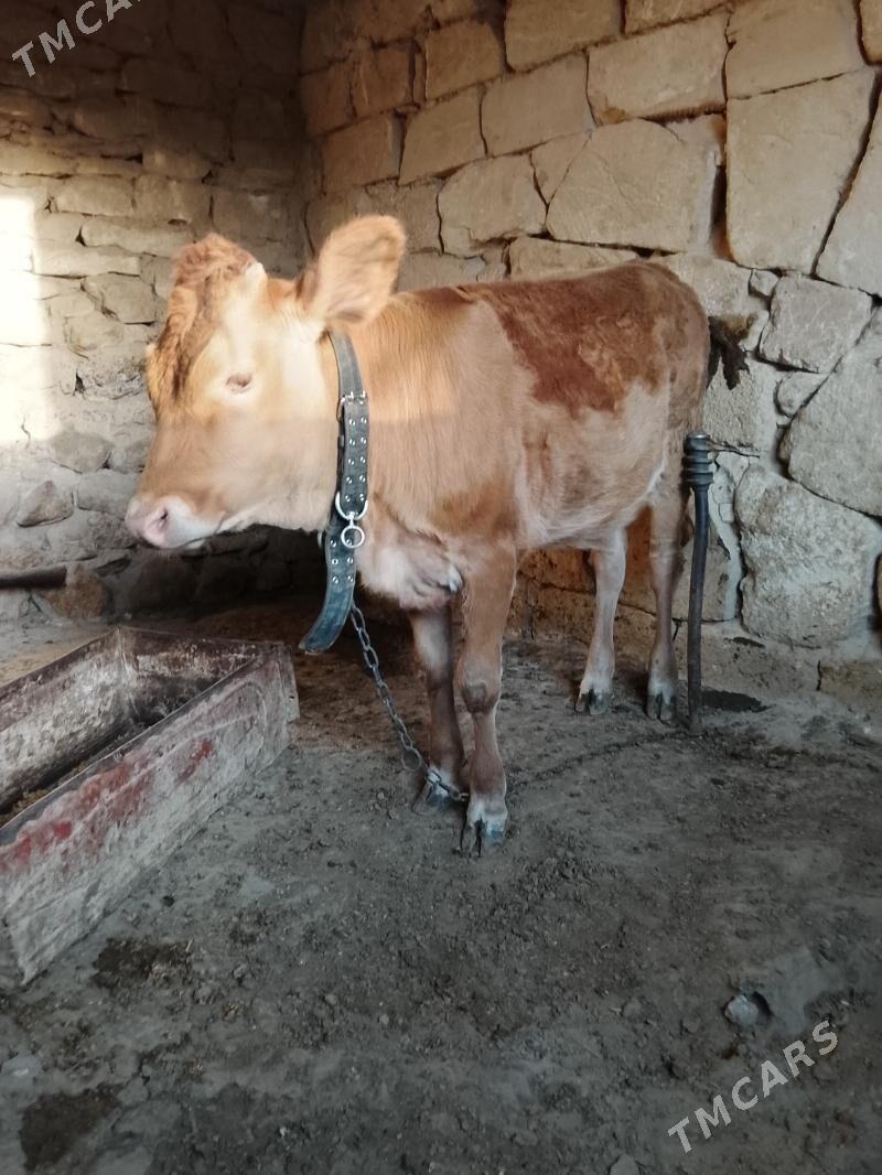 tuwe - Гызыларбат - img 1