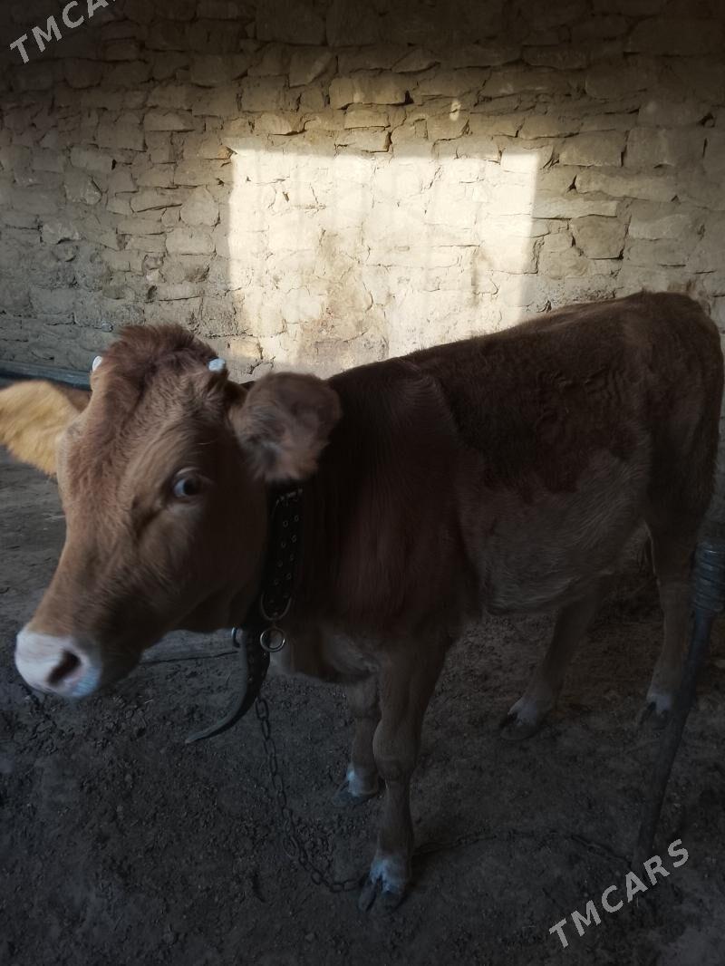 tuwe - Гызыларбат - img 3