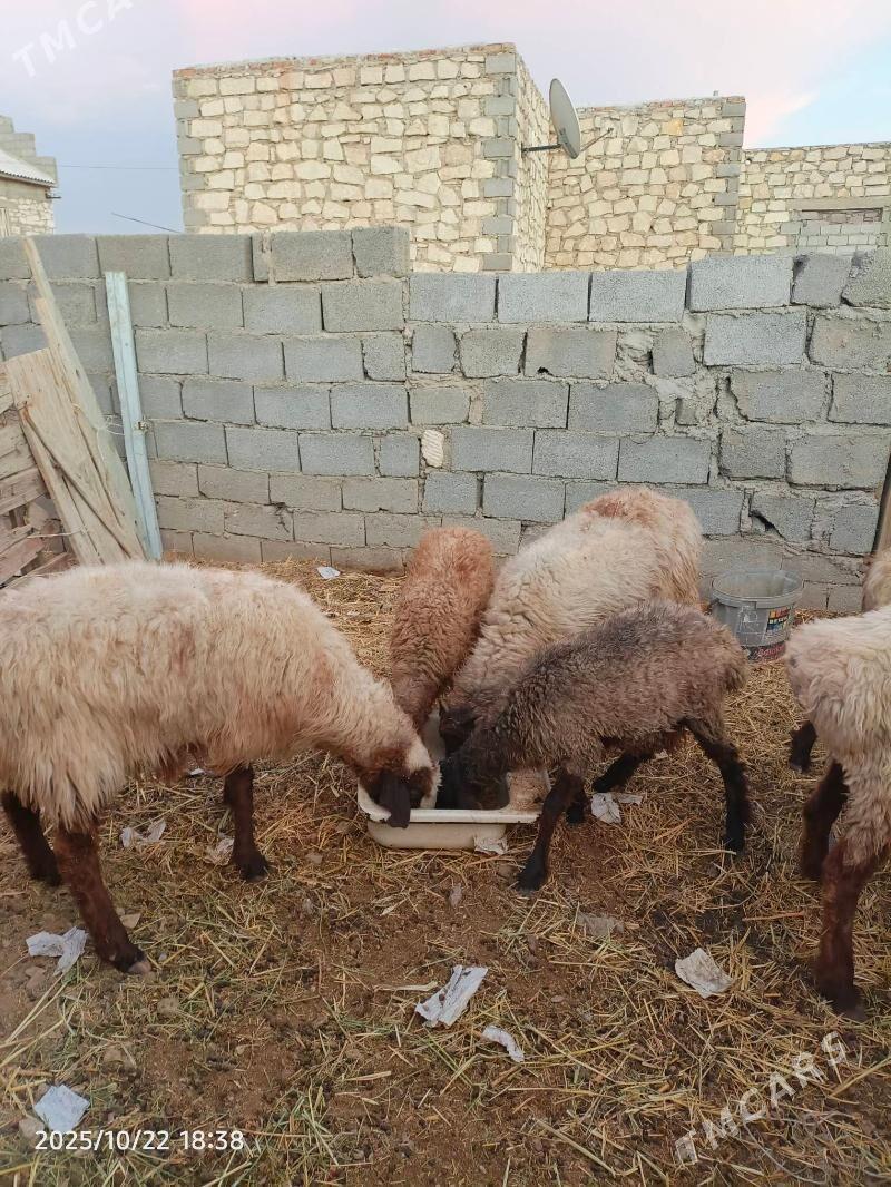 goyun tokly - Balkanabat - img 1