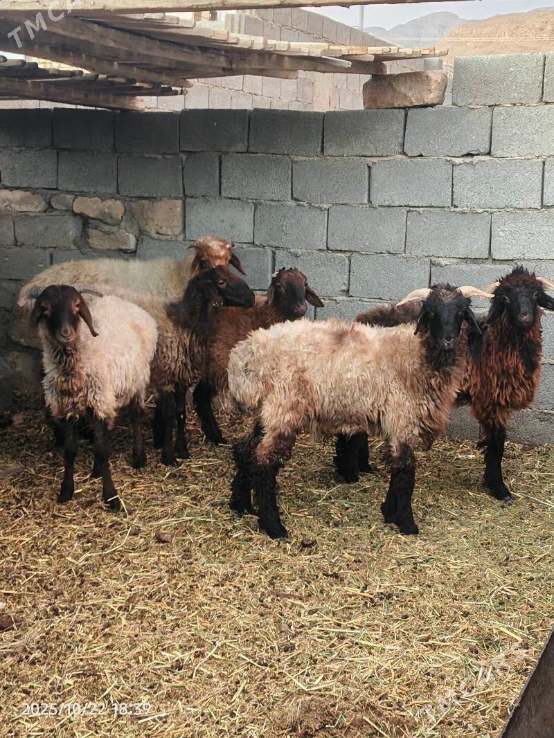 goyun tokly - Balkanabat - img 2