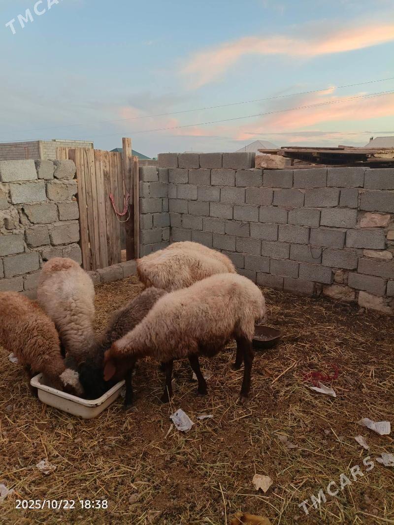 goyun tokly - Balkanabat - img 3