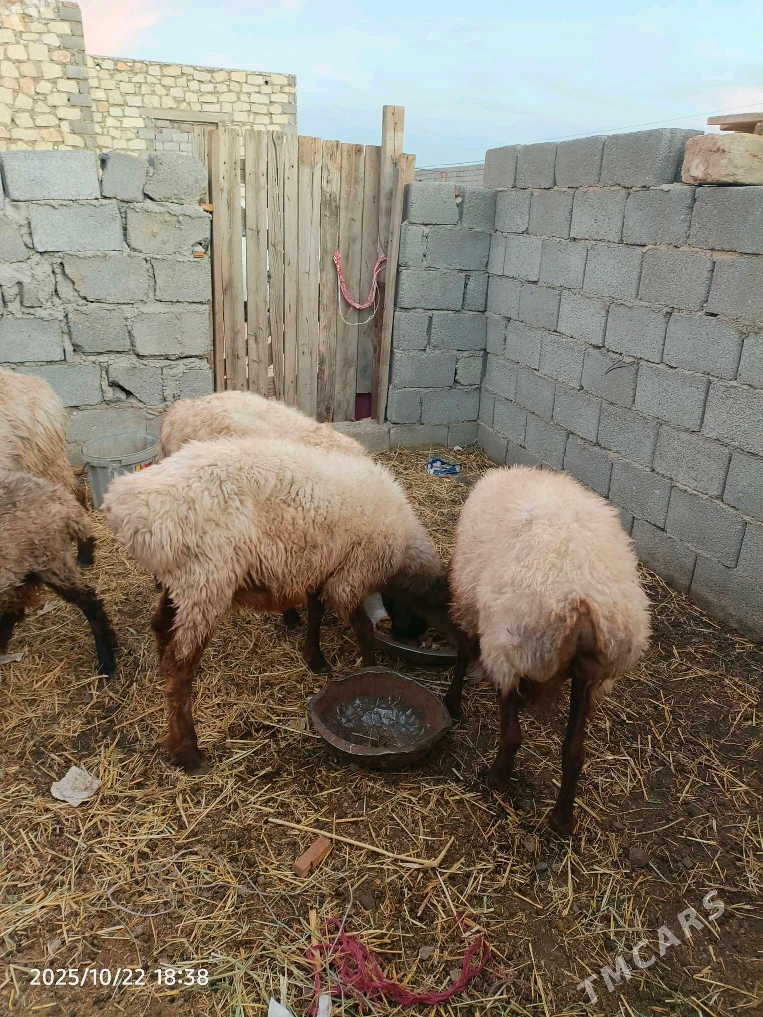 goyun tokly - Balkanabat - img 4