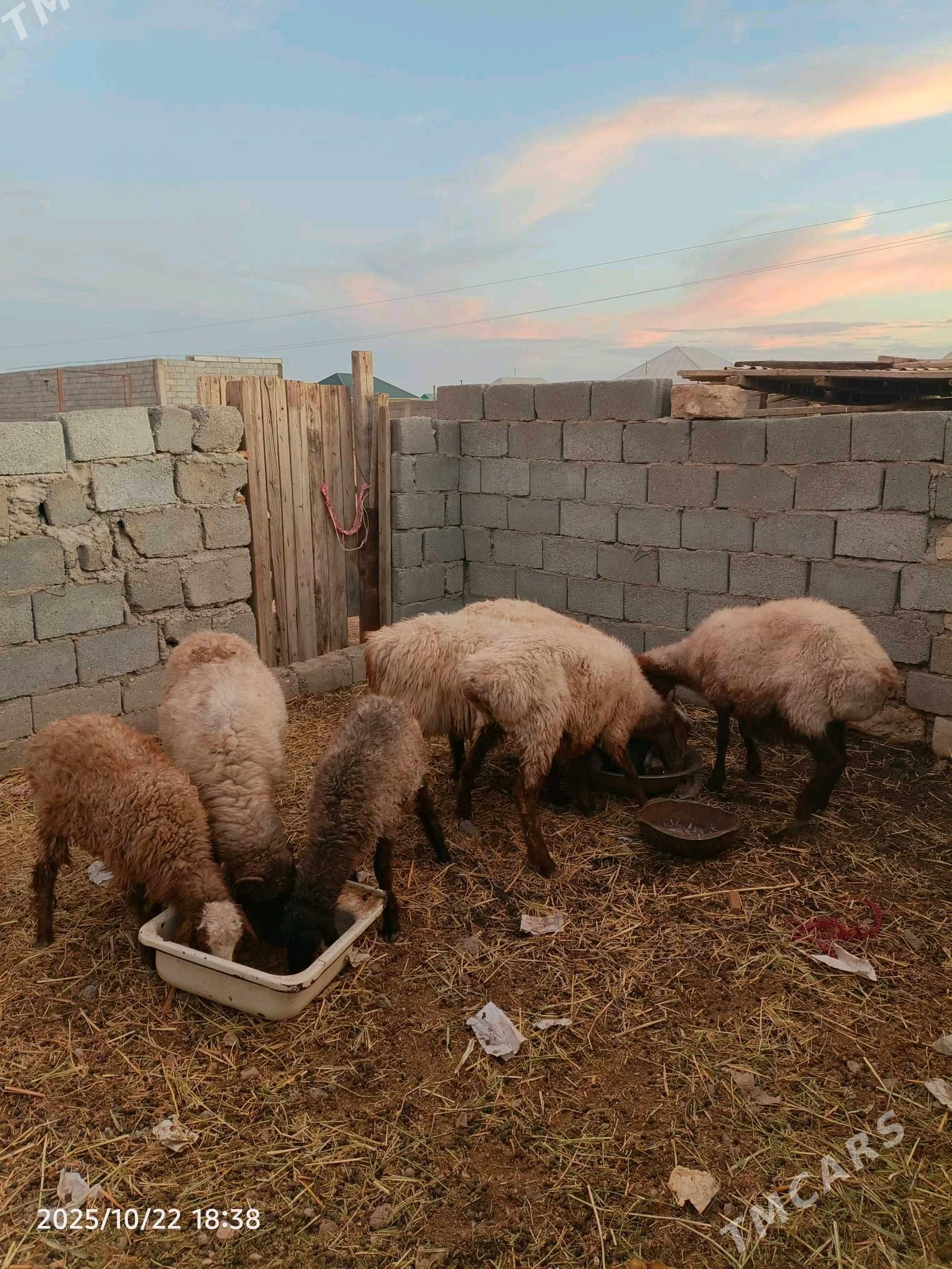 goyun tokly - Balkanabat - img 5