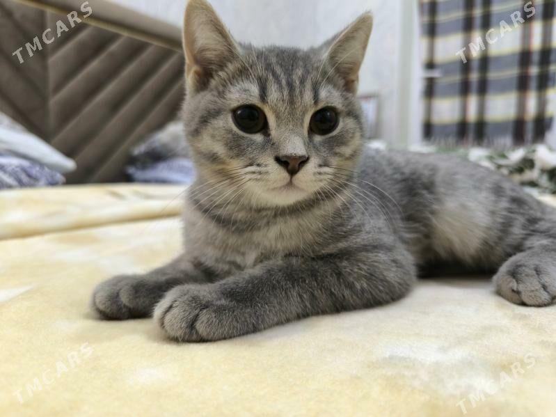 Scotland dik gulak oglan - Мир 5 - img 4