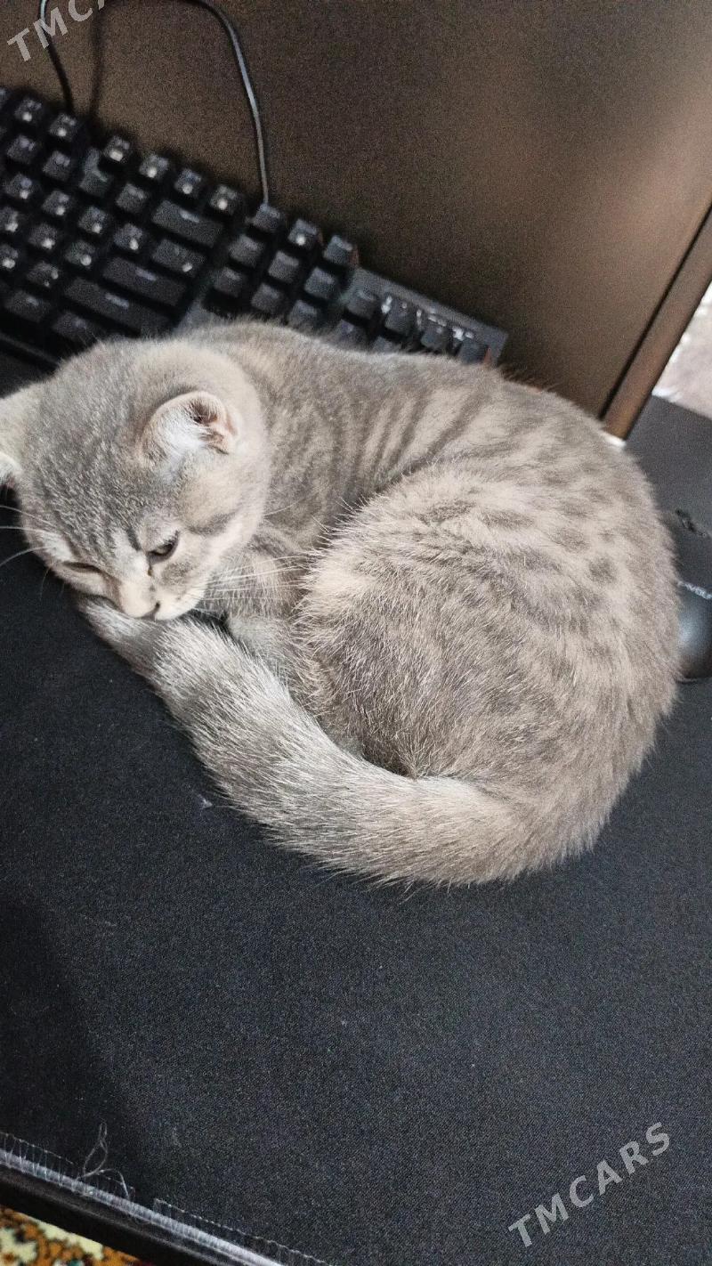 Scotland dik gulak oglan - Мир 5 - img 5