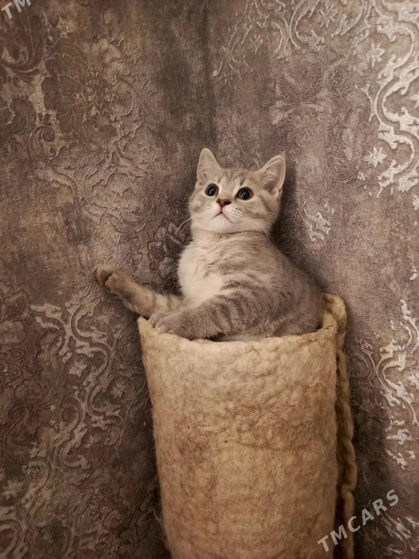 Scotland dik gulak oglan - Мир 5 - img 2