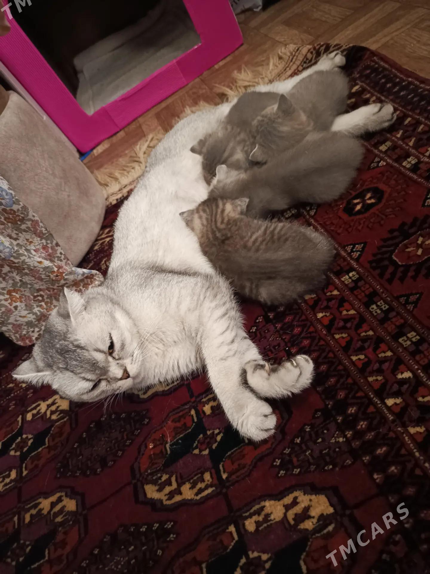 Scotland dik gulak oglan - Мир 5 - img 3