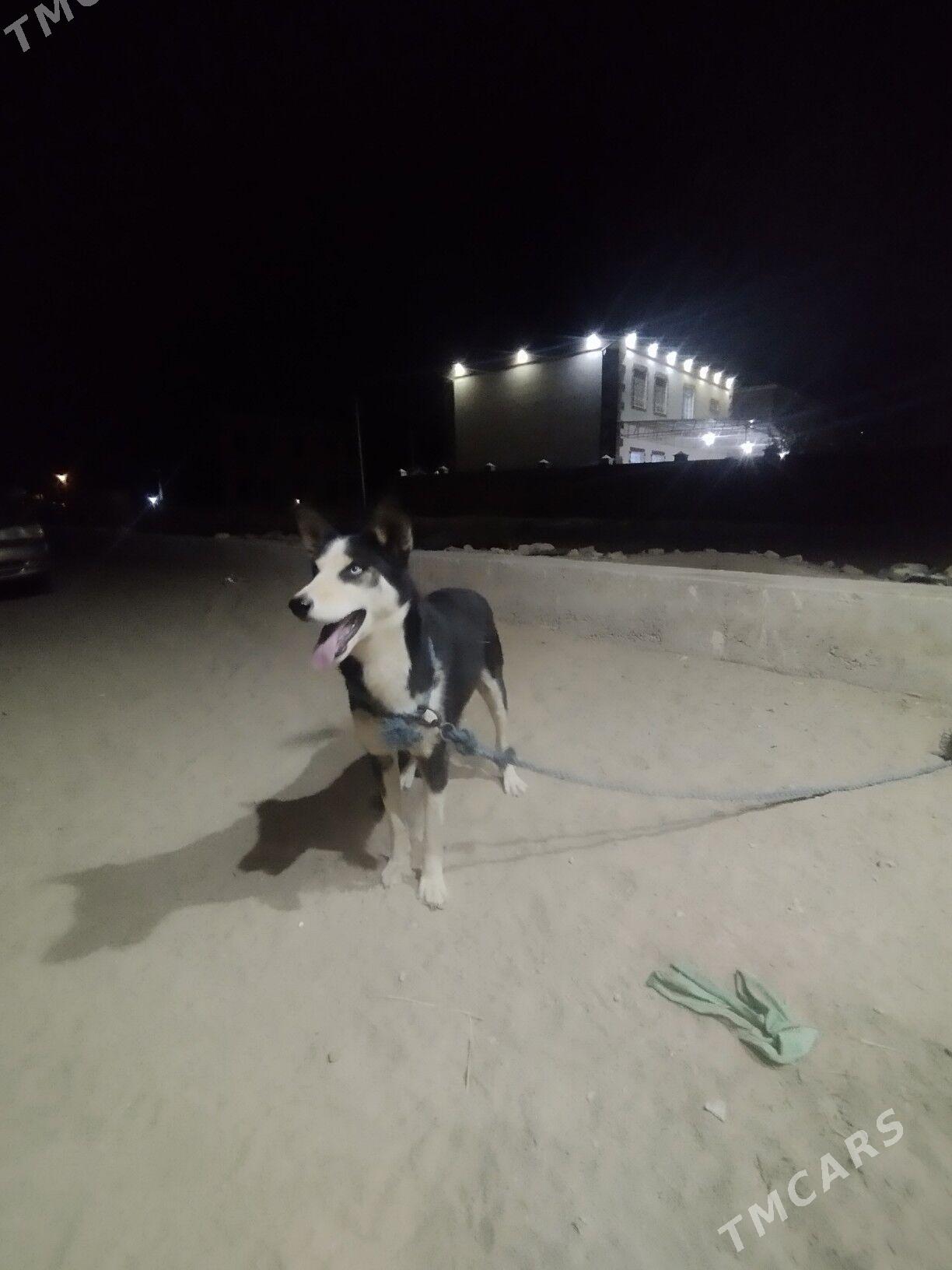 haski gujik - Seýdi - img 3