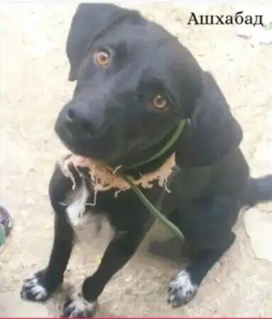 собака - Aşgabat - img 1