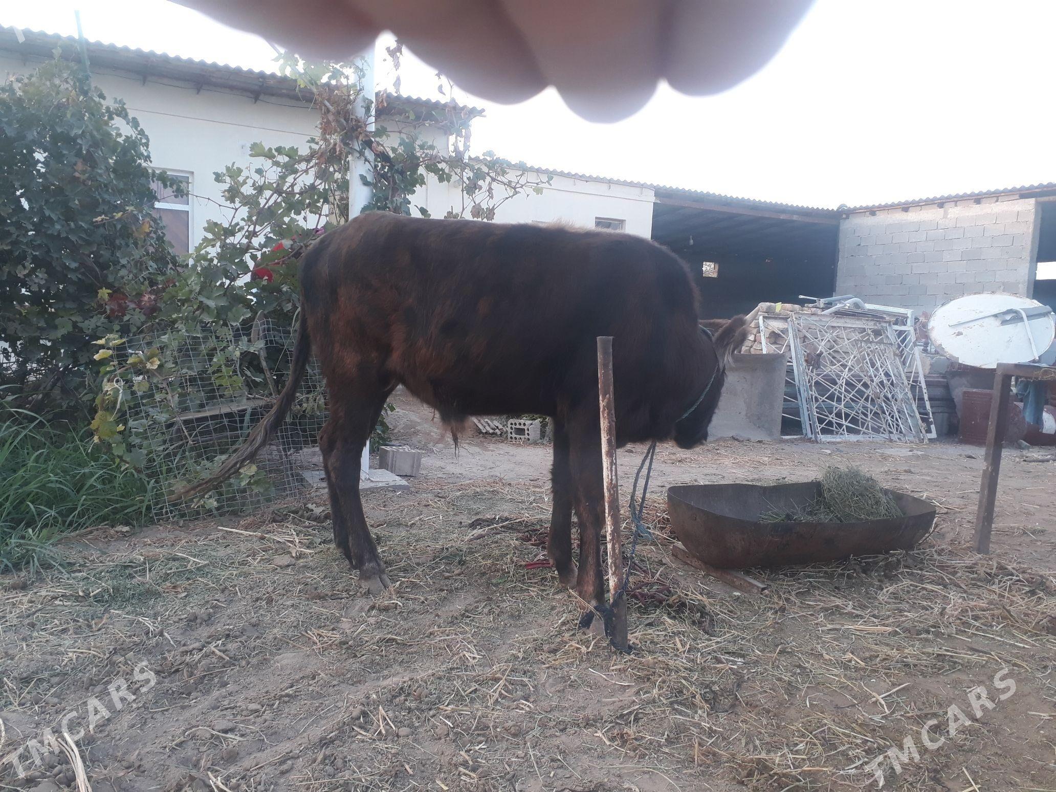 GÖLE ÖKÜZ - Aşgabat - img 2