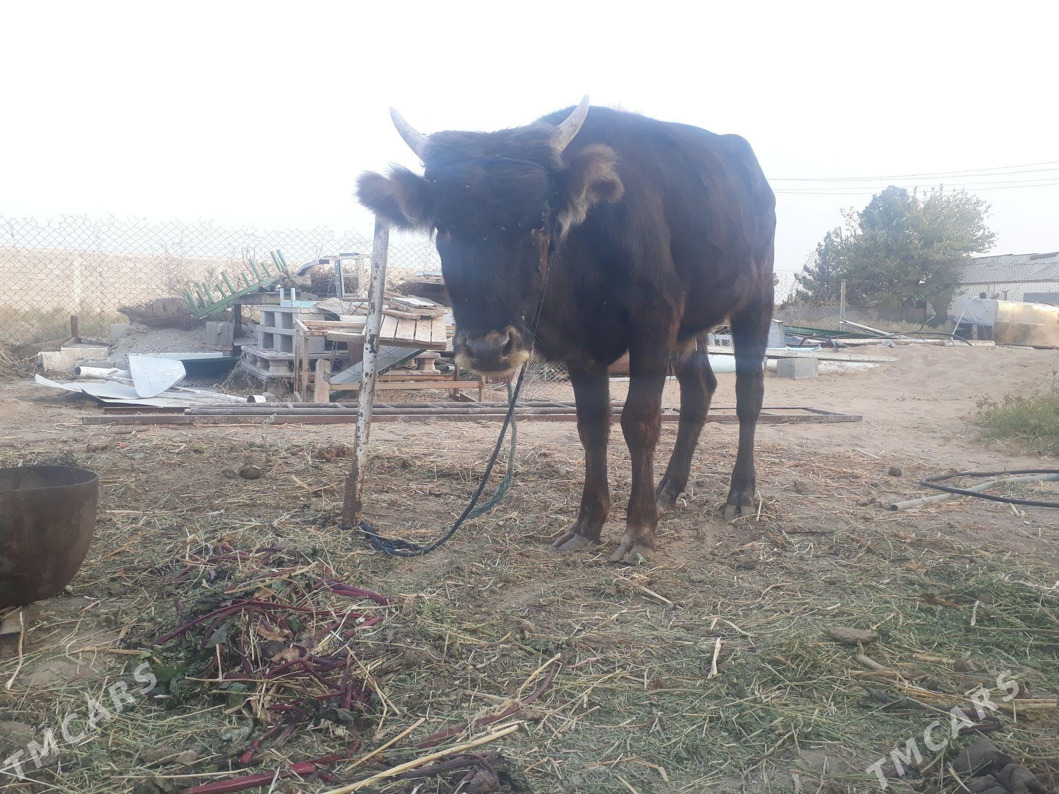 GÖLE ÖKÜZ - Aşgabat - img 3