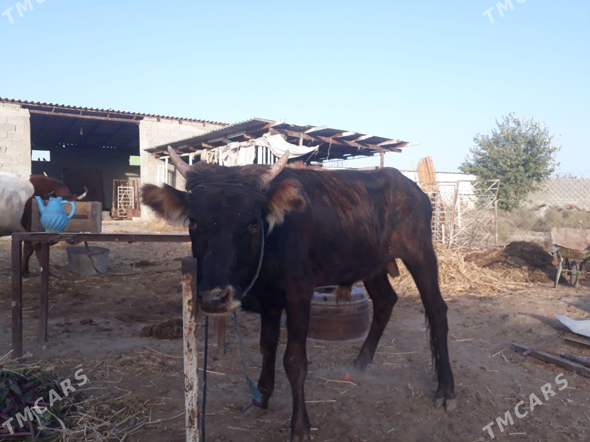 GÖLE ÖKÜZ - Aşgabat - img 5