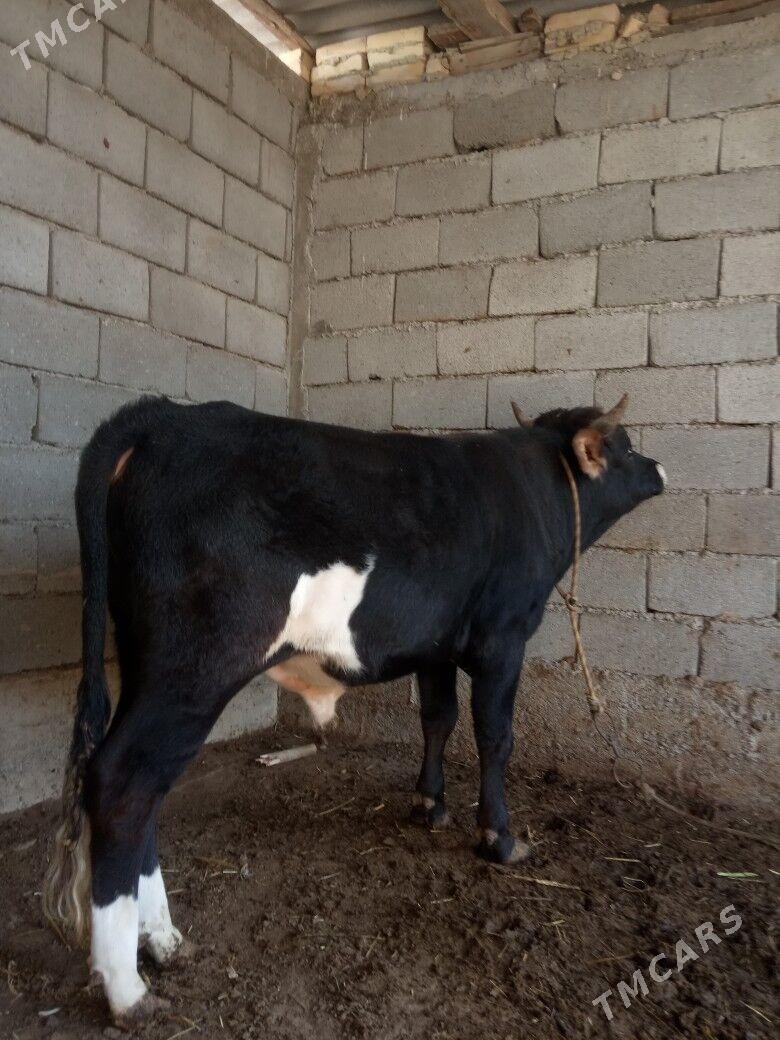 okuz - Анев - img 4