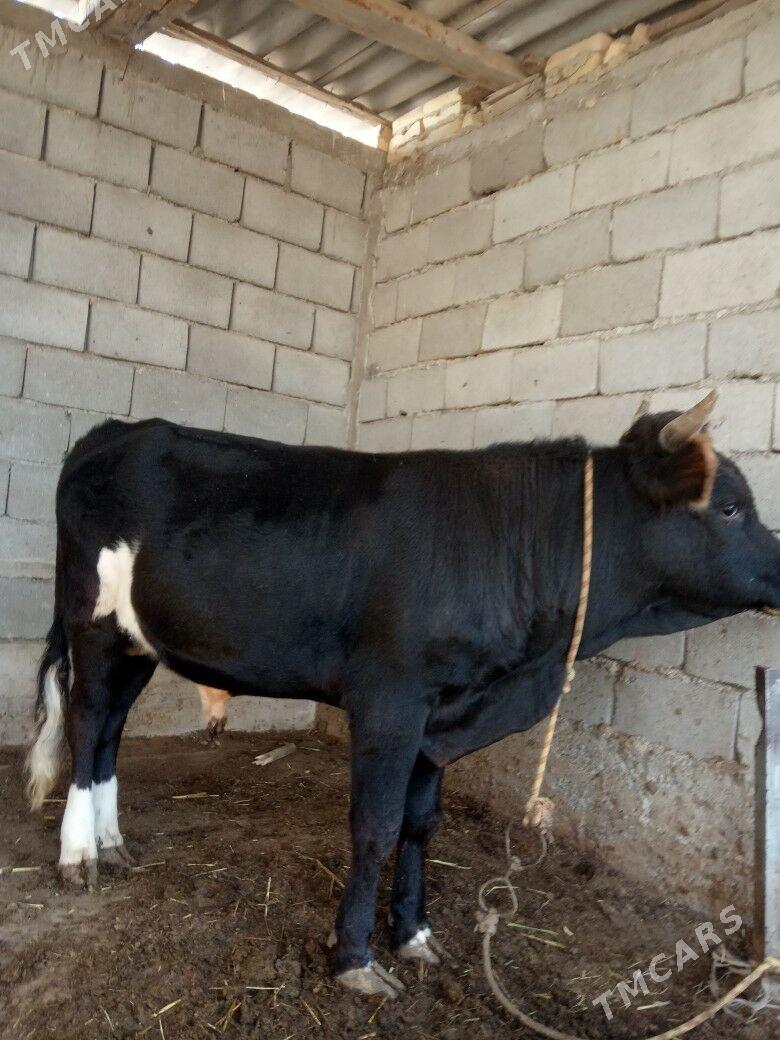 okuz - Анев - img 3