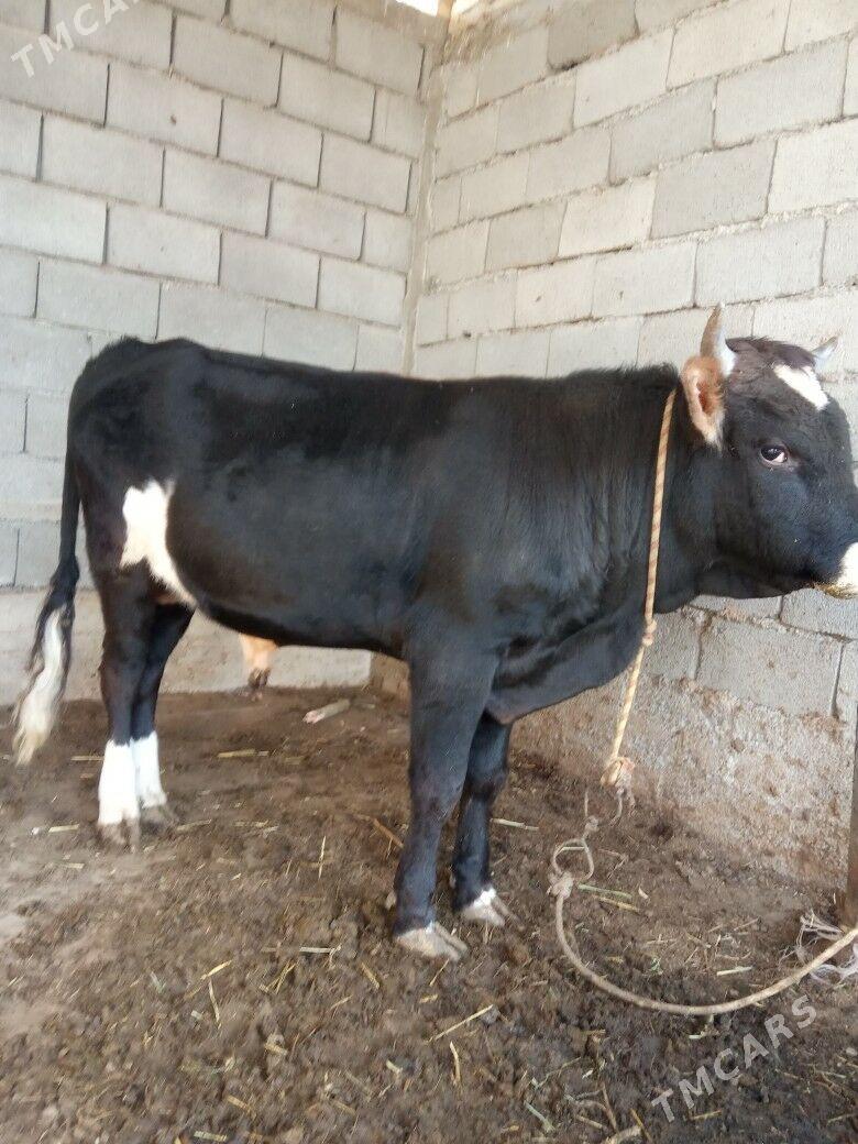 okuz - Анев - img 2