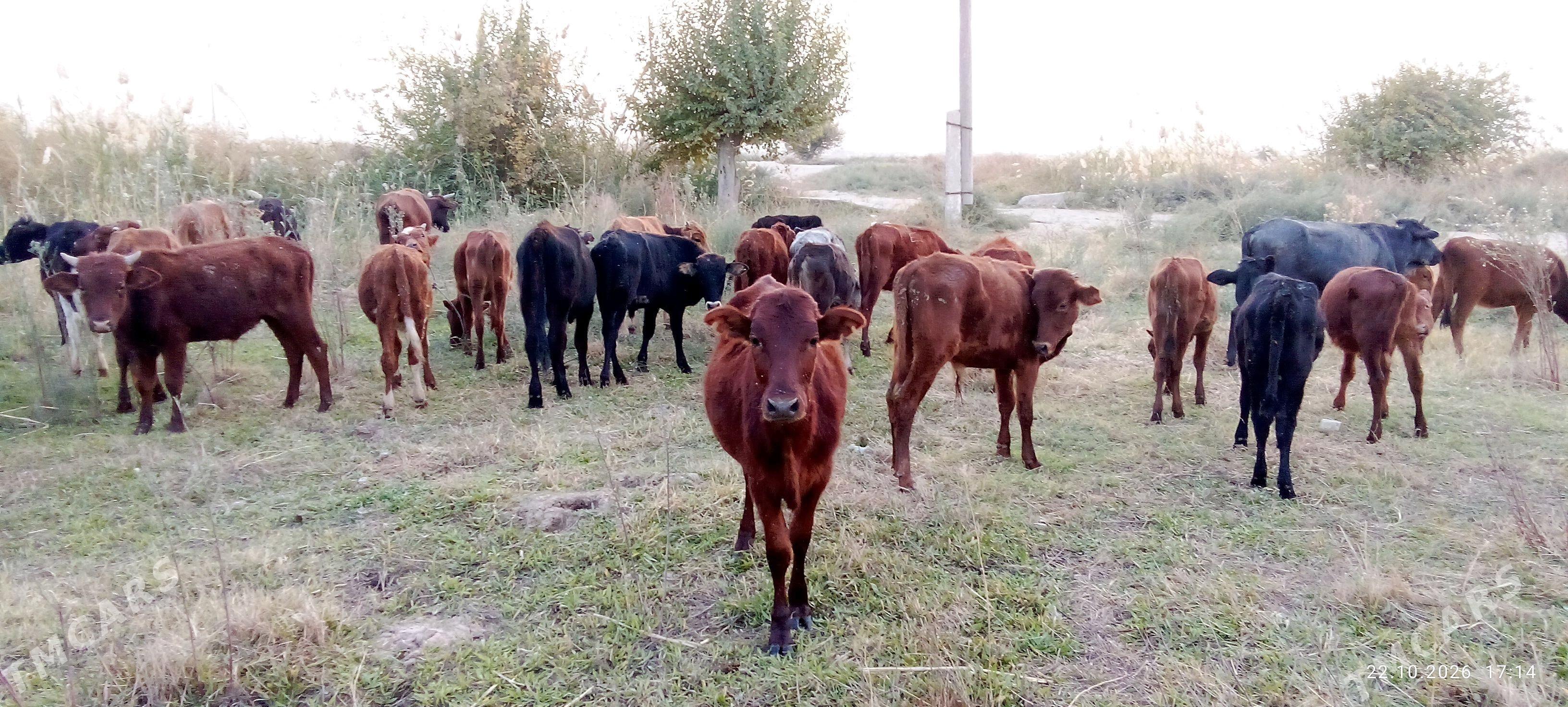 Goleli sygyr - Murgap - img 2