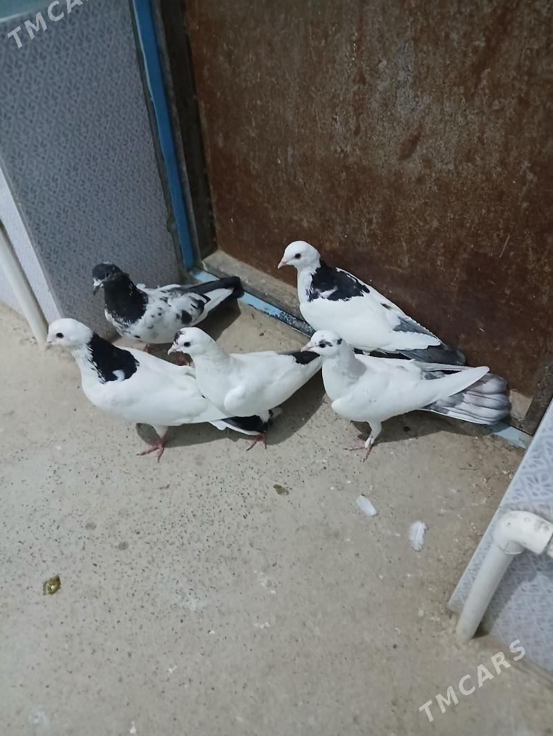 kepderi - Gyzylarbat - img 1