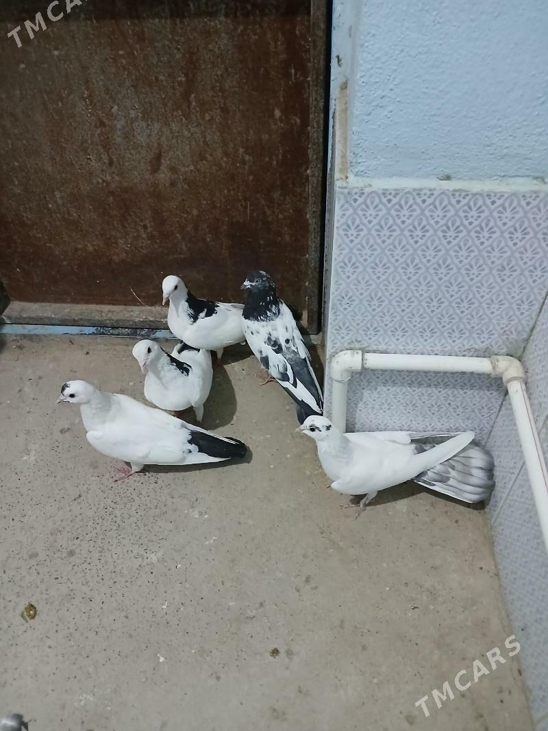 kepderi - Gyzylarbat - img 2