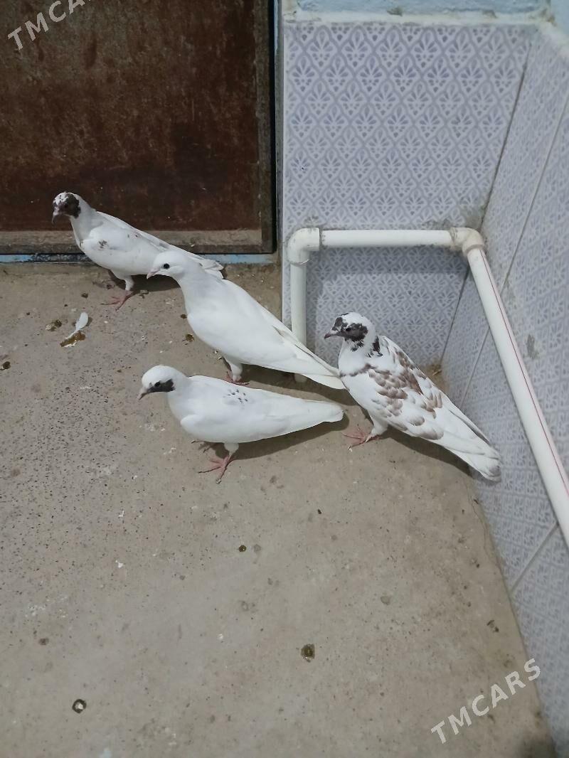 kepderi - Gyzylarbat - img 3