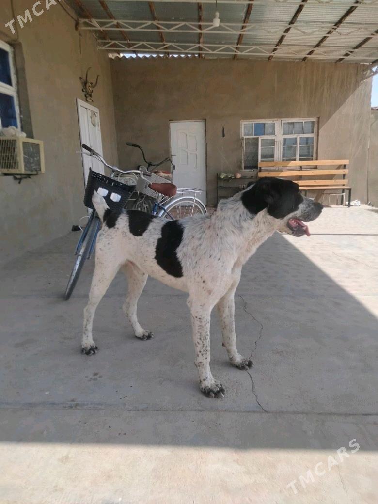 Гарабаш - Türkmengala - img 2