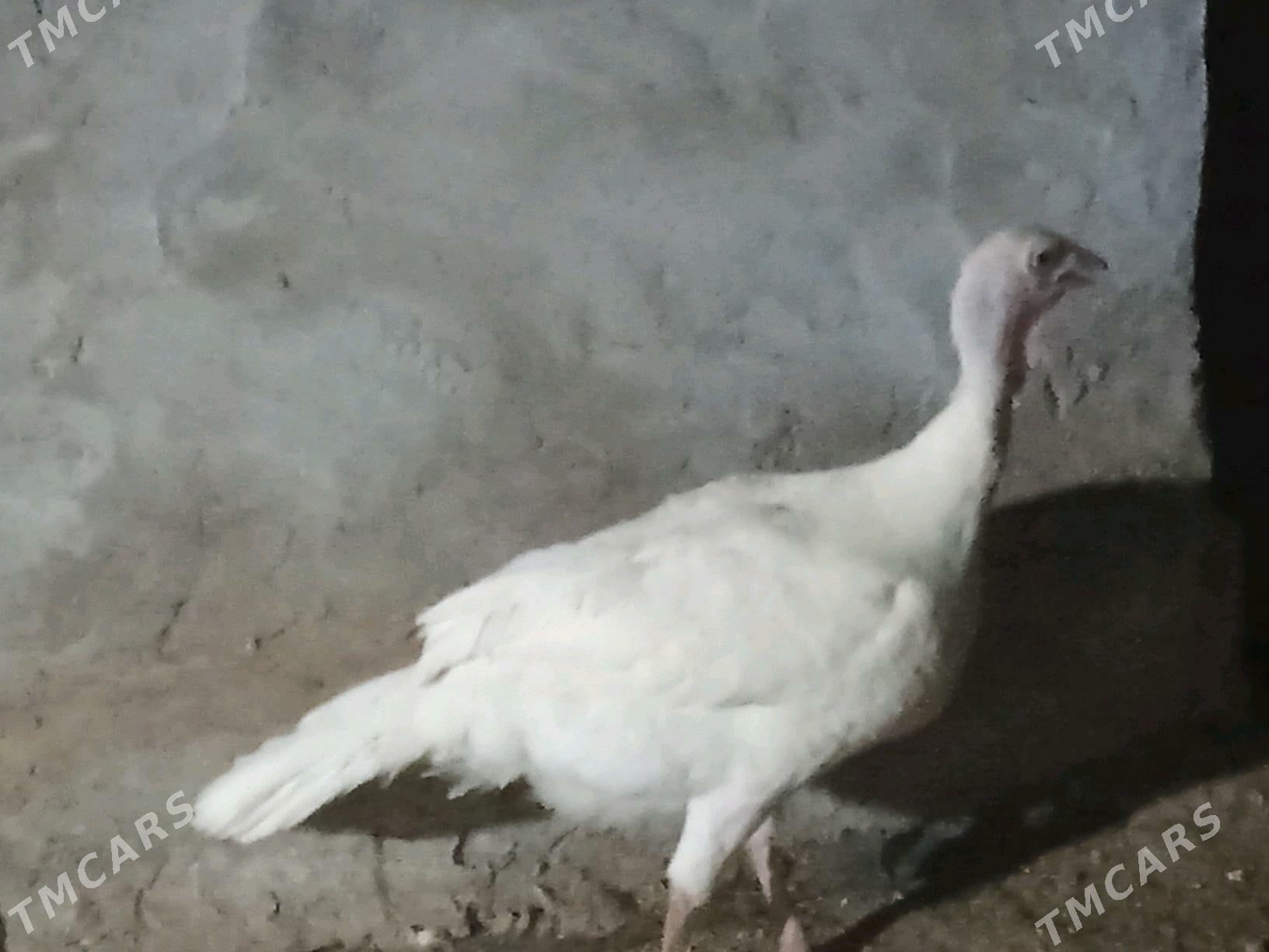 induk bik 6 juje - Çärjew - img 1