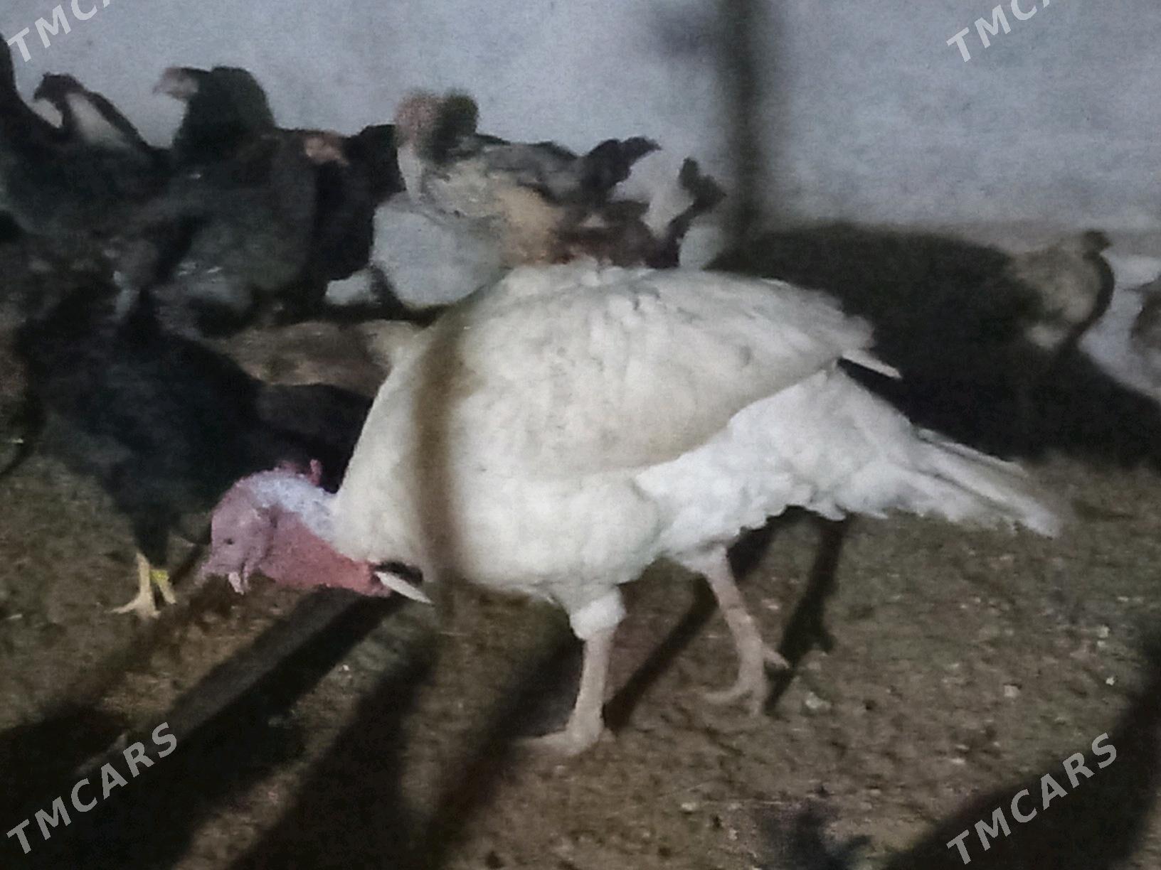 induk bik 6 juje - Çärjew - img 2