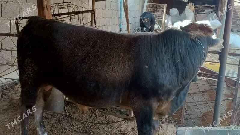 Oküz - Гарадамак - img 2