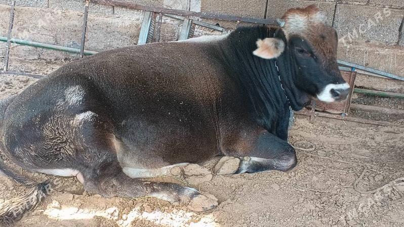 Oküz - Гарадамак - img 1