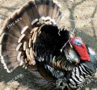 induk - Oguz han - img 1