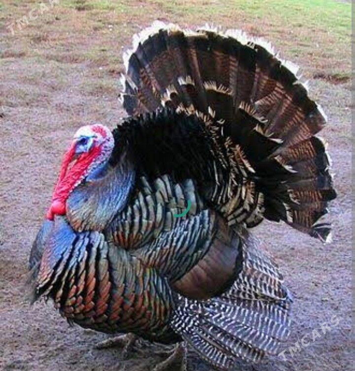 induk - Oguz han - img 2