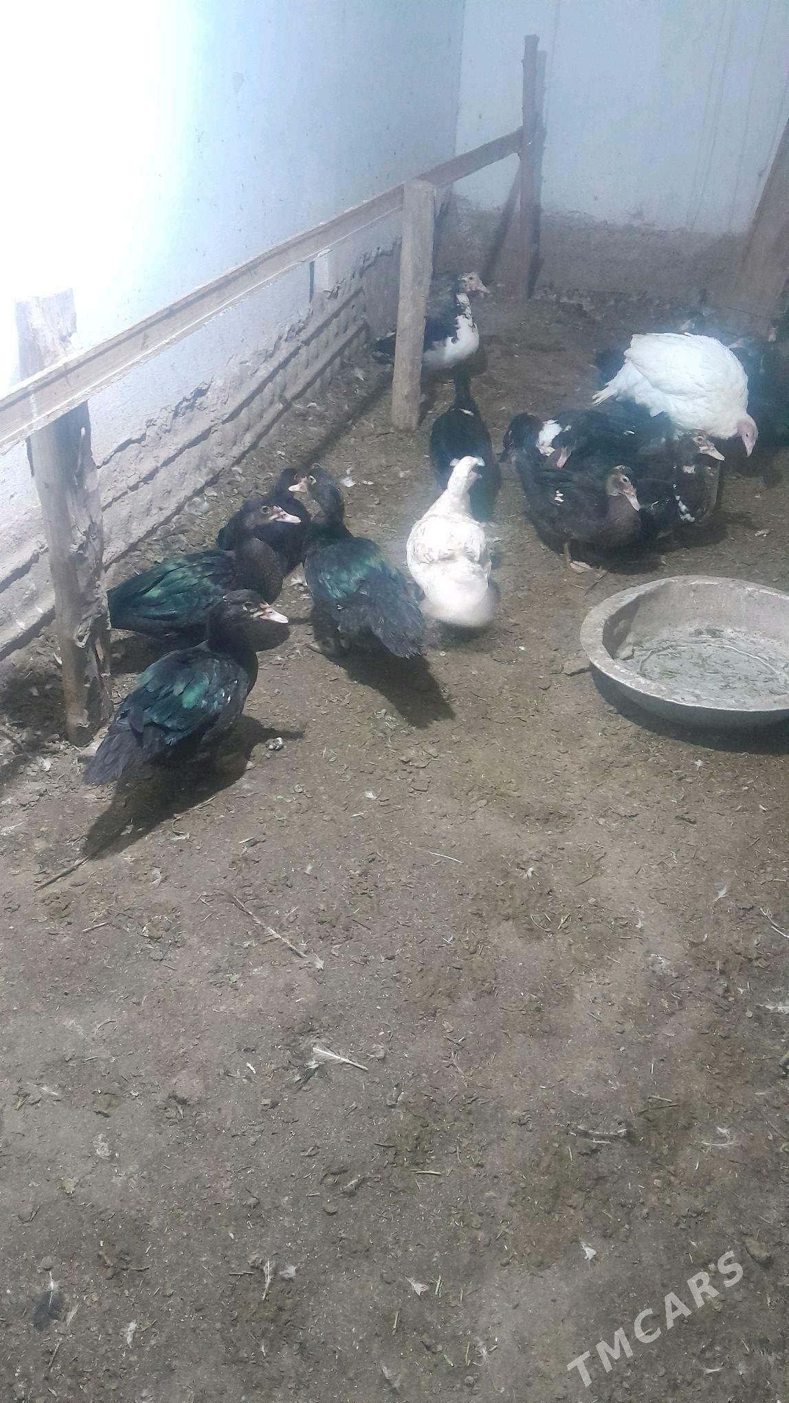 Ördek - Türkmenabat - img 1