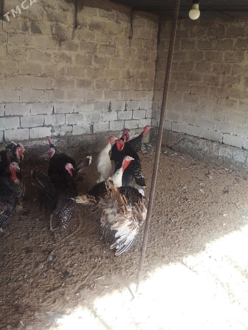 Induk - Бузмеин - img 3