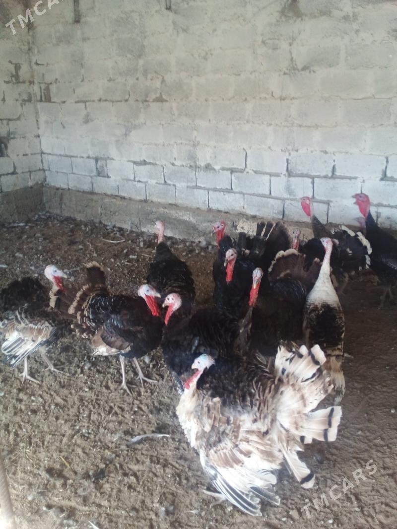 Induk - Бузмеин - img 2