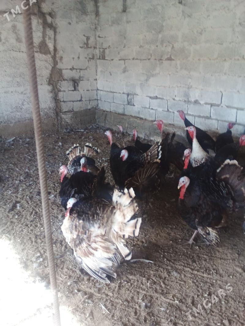 Induk - Бузмеин - img 4