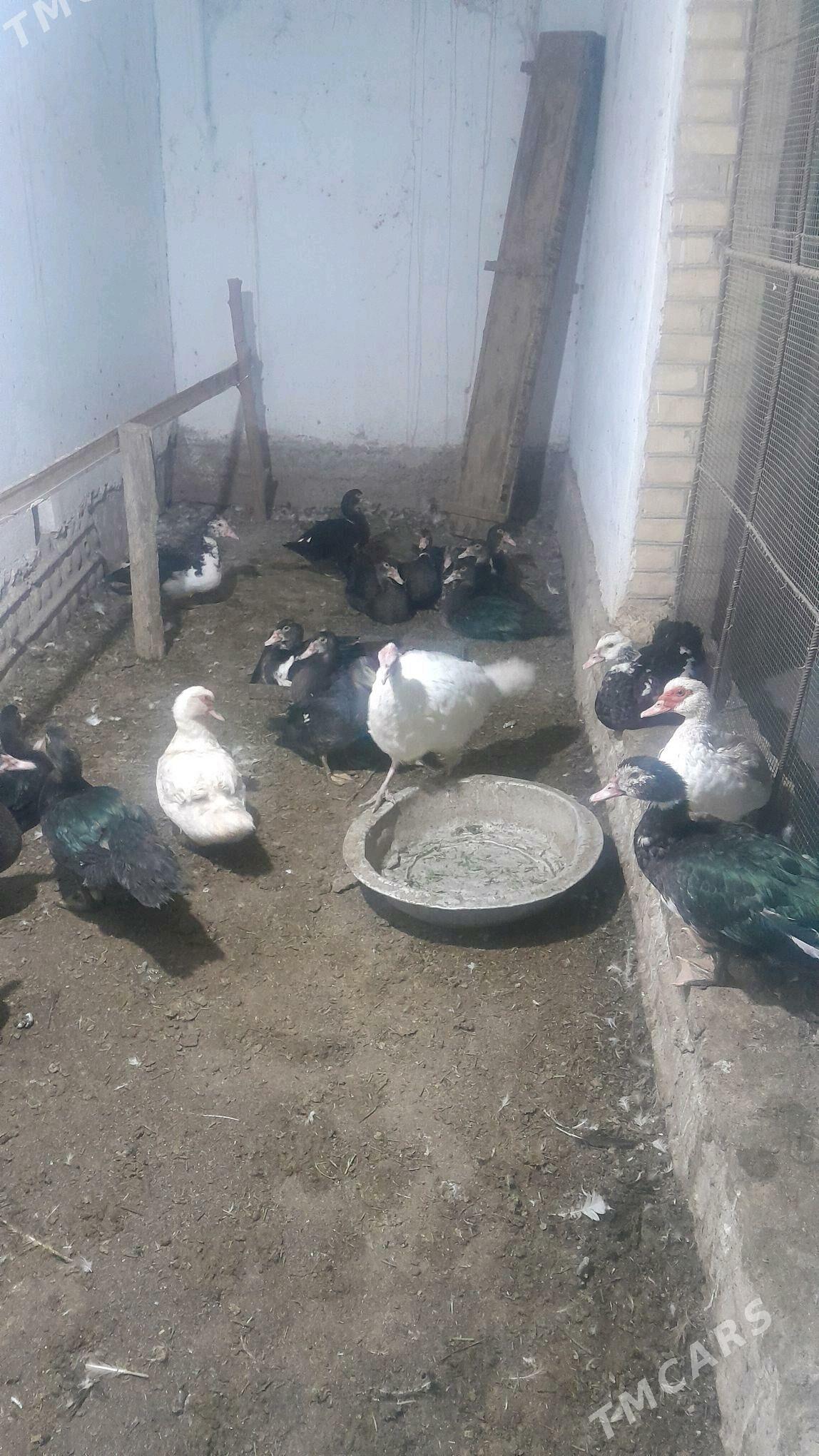 Ördek - Türkmenabat - img 2