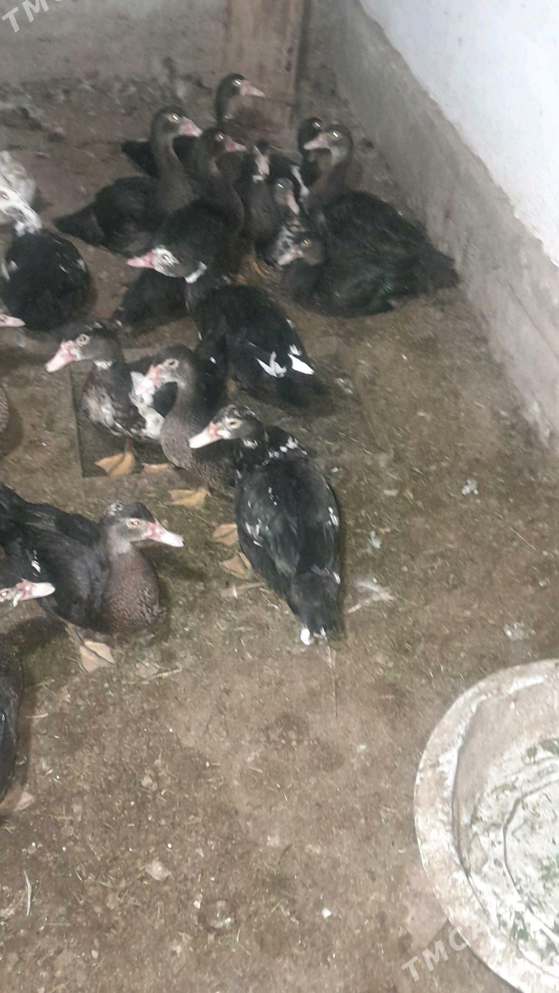 Ördek - Türkmenabat - img 3