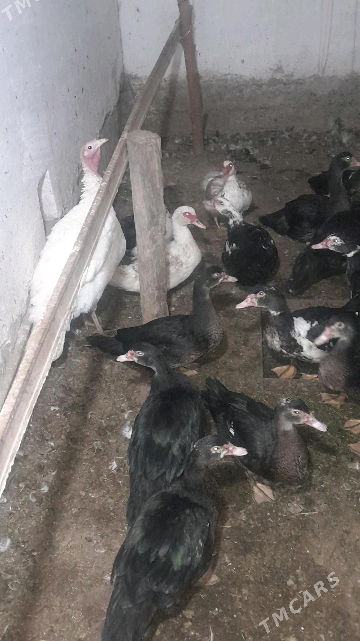 Ördek - Türkmenabat - img 4