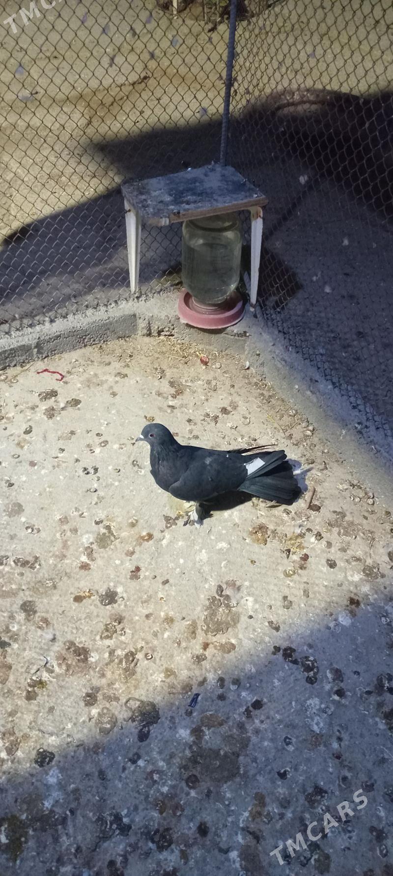 kepderi кепдери голуб - Büzmeýin - img 1